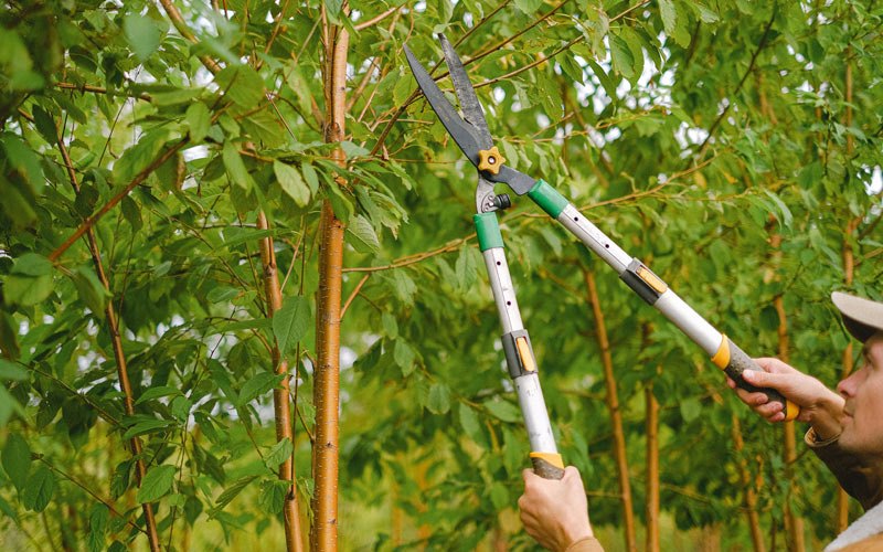 Tree trimming in Cisne, IL