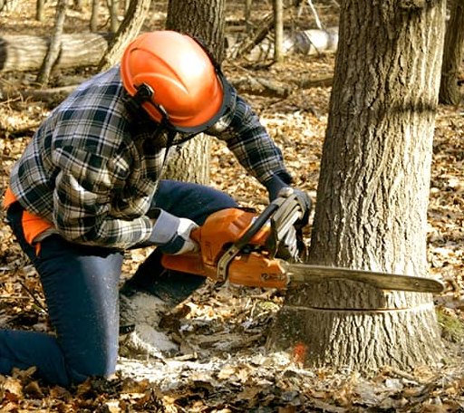 Tree Removal in Cisne, IL